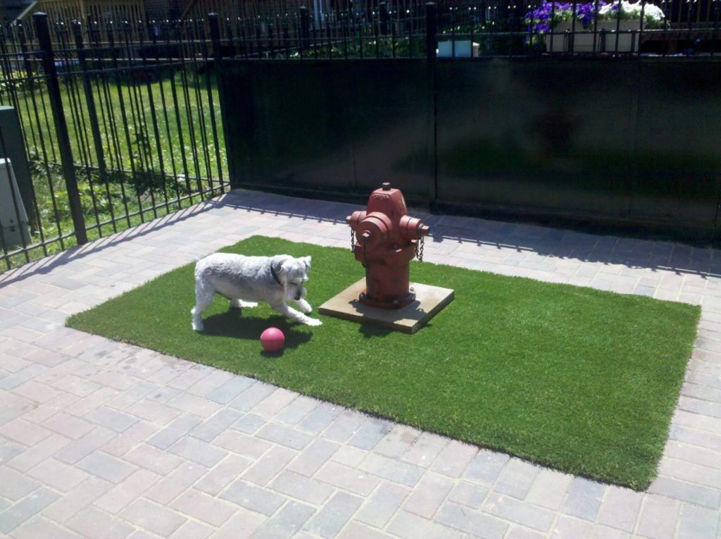 Small white dog hops around on PetGrass